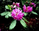 Rhododendron