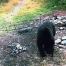 Mama Bear In Smokies by rainmakerat92 in Bears