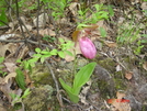 Lady's Slipper, Connecticut