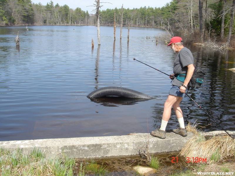 Chatter Does Battle With Ri's Own "nessie" On North-south Trail April 2008
