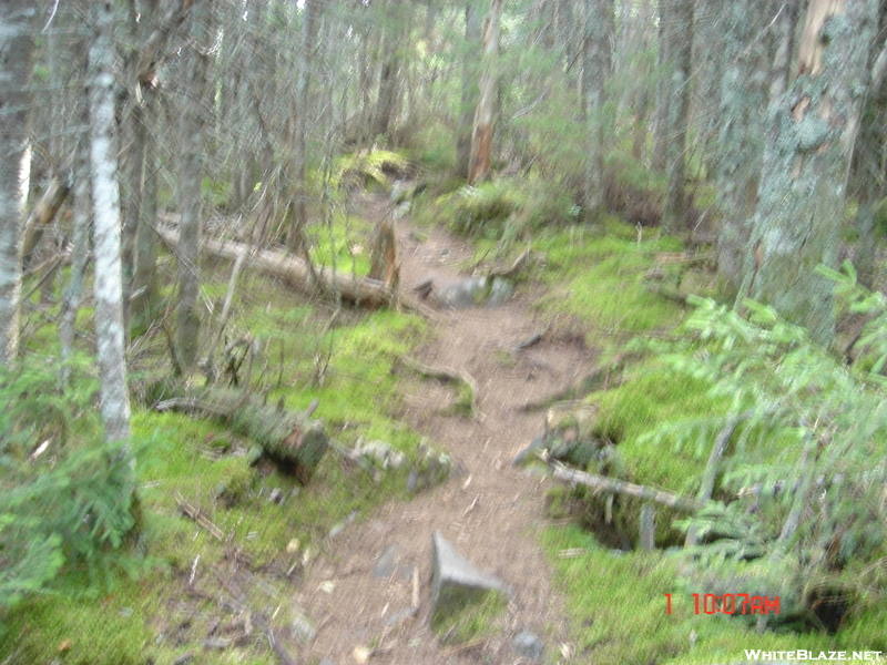Trail In Hundred Mile Wilderness, Maine