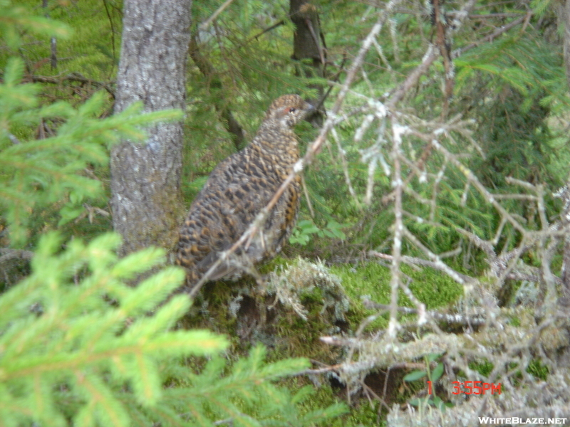 Spruce Grouse, Maine