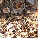 Copperhead in Pa.