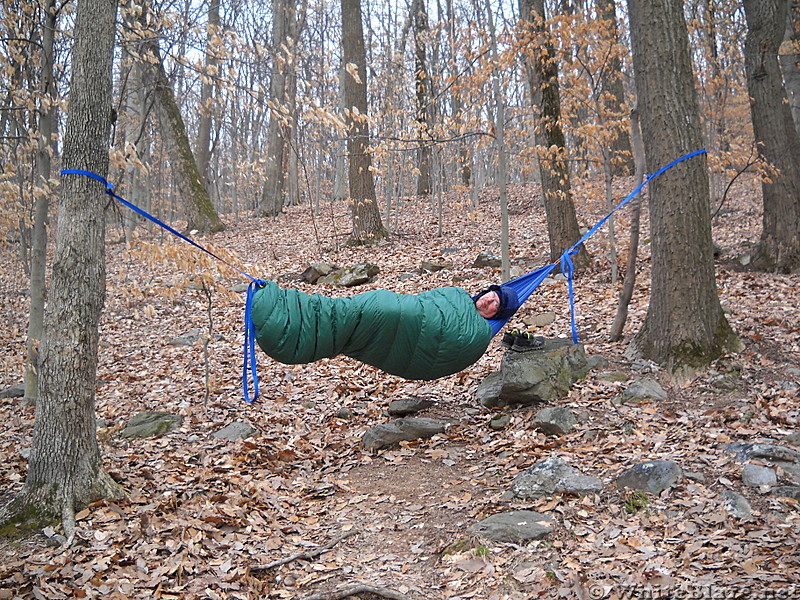 Tinker in hammock