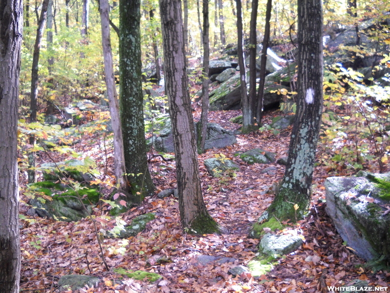 Trail South Of Alex Kennedy Shelter Pa.