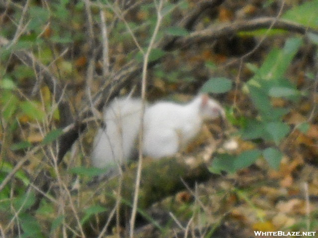 Here's Something You Don't See Every Day! Albino Squirrel In Pa.
