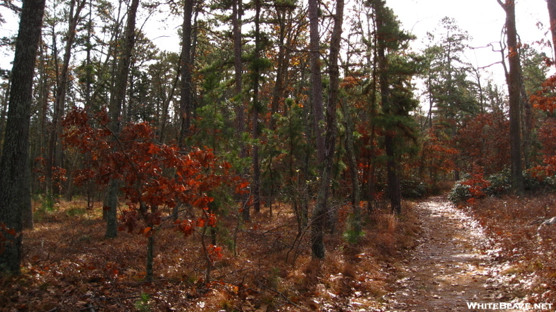 Nj Pine Barrens - Mullica River Trail