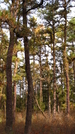 Pine Barrens - Mullica River Trail