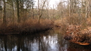 Pine Barrens - Mullica River Trail