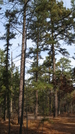 Pine Barrens - Mullica River Trail