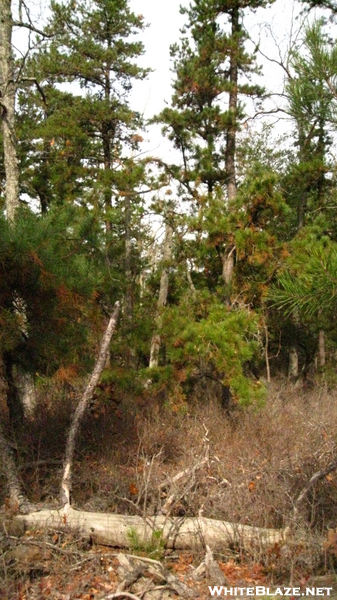 Pine Barrens - Mullica River Trail