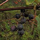 Shenandoah National Park by Boots73 in Section Hikers