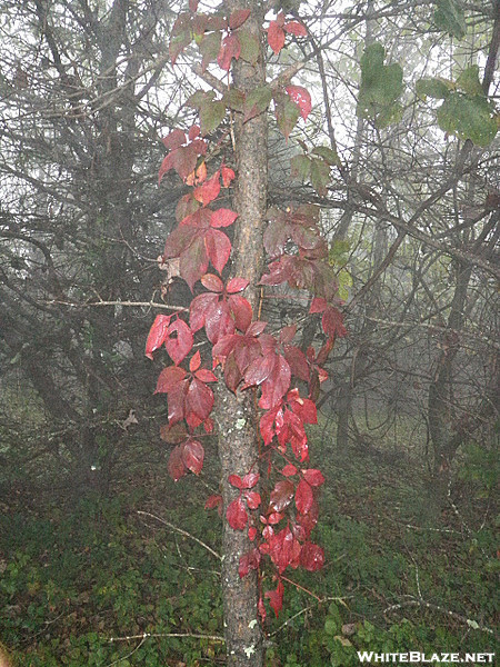 Shenandoah National Park