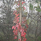 Shenandoah National Park