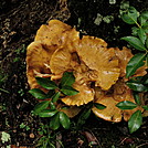 Shenandoah National Park