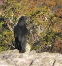 Friends In Virginia by Boots73 in Section Hikers