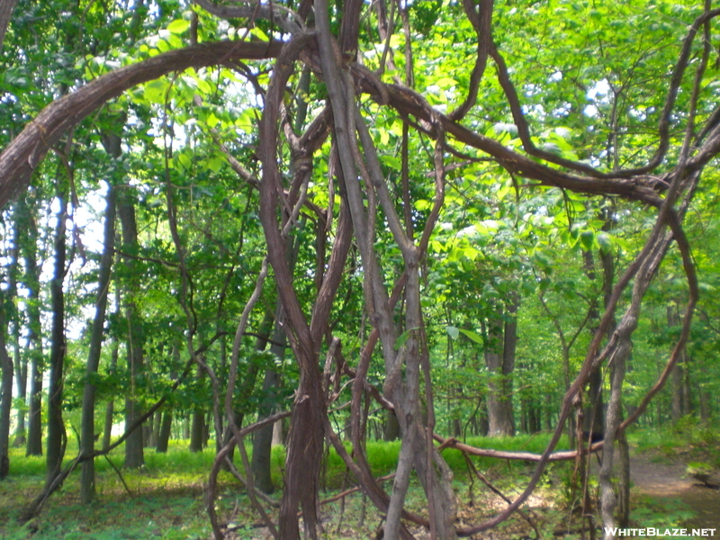 Mt. Tammany Trail