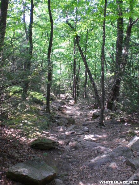 Mt. Tammany Trail