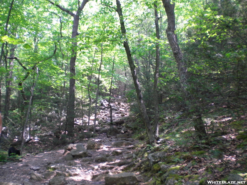 Mt. Tammany Trail