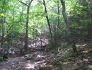 Mt. Tammany Trail