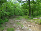 Mt. Tammany Trail