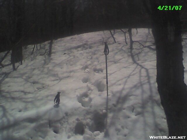 Snow on Mt Ftich (Mass), April 21, 2007