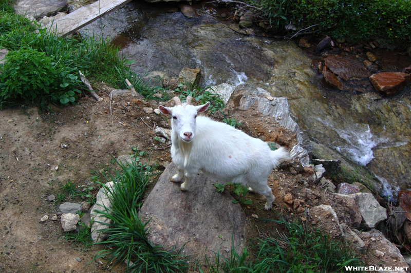 Goats At Mountain Harbour, Tn