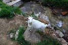 Goats At Mountain Harbour, Tn by bus in Hostels