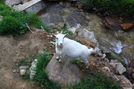 Goats At Mountain Harbour, Tn