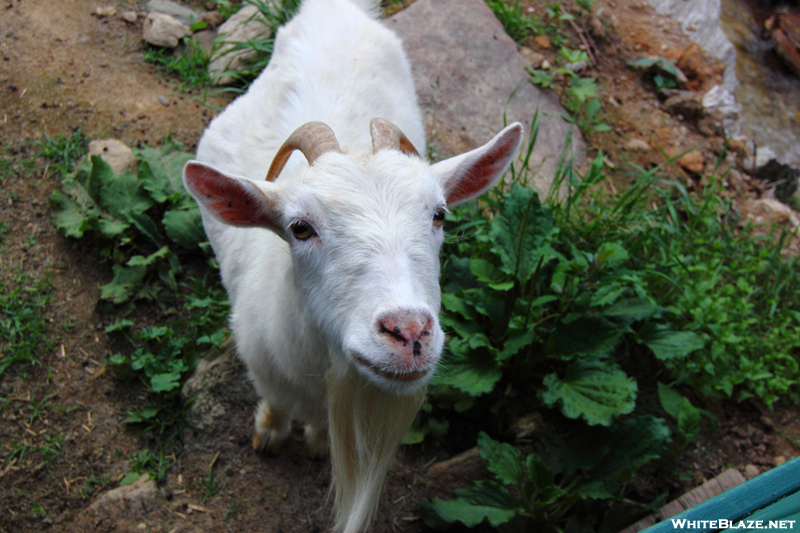 Goats At Mountain Harbour, Tn