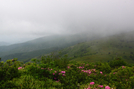 Rhododendron by bus in Views in North Carolina & Tennessee