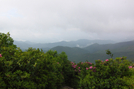 Rhododendron Near Grassy Ridge by bus in Views in North Carolina & Tennessee