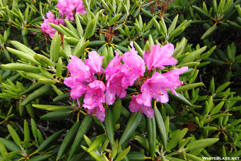 Rhododendron