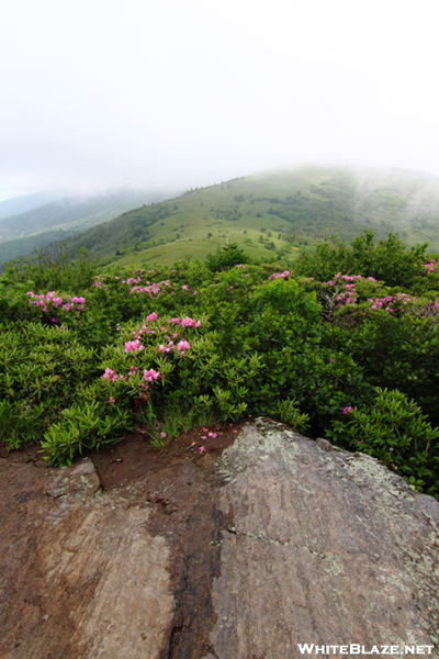 Near Jane Bald