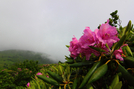 Grassy Ridge Bald, Nc by bus in Views in North Carolina & Tennessee