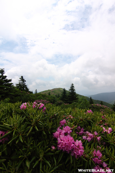 Rhododendron- Grassy Ridge Bald