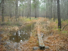 Swamp Fox Passage by eddieinsc in Members gallery
