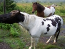 Wild Ponies