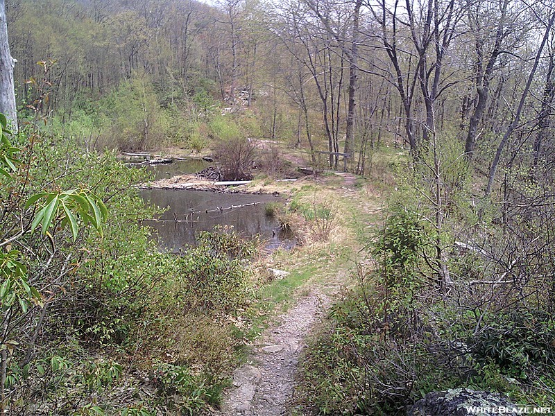 Millbrook Road pond (NJ)