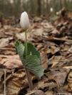 Bloodroot by bigcranky in Flowers