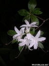 Wayah Azalea by bigcranky in Trail & Blazes in North Carolina & Tennessee