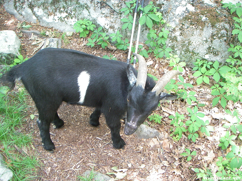 Goats On The Trail