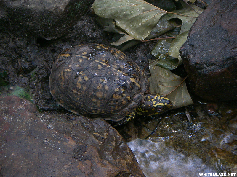 Turtle In The Spring