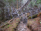 Smoky Mountains Blowdown by bigcranky in Trail & Blazes in North Carolina & Tennessee