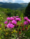 Big Bald Section Hike by bigcranky in Flowers