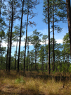 Florida Trail Hike