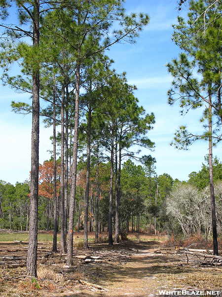 Florida Trail Hike