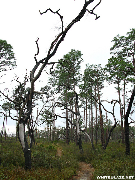 Florida Trail Hike