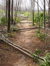 Florida Trail Hike by bigcranky in Florida Trail