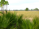 Florida Trail Hike